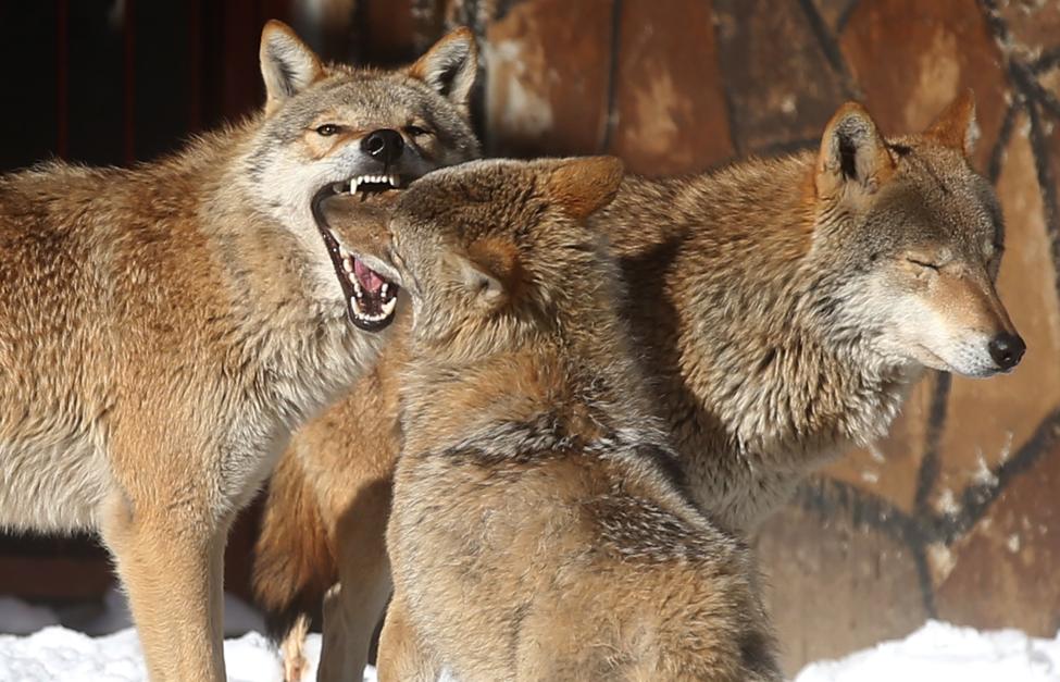В Карелии охотники добыли волков, беспокоивших жителей одного из поселков
