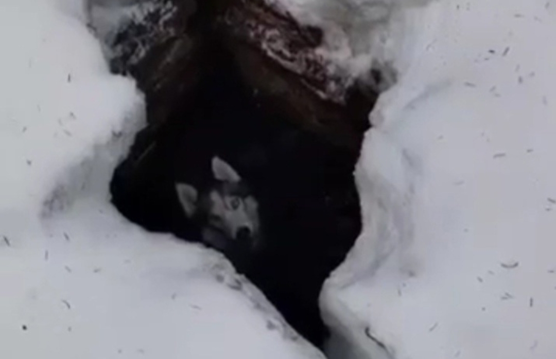 Бродячая собака помогла найти попавшего в ловушку питомца на юге Карелии
