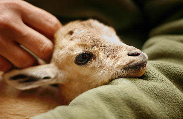 Власти европейской страны предложили усыновить коз