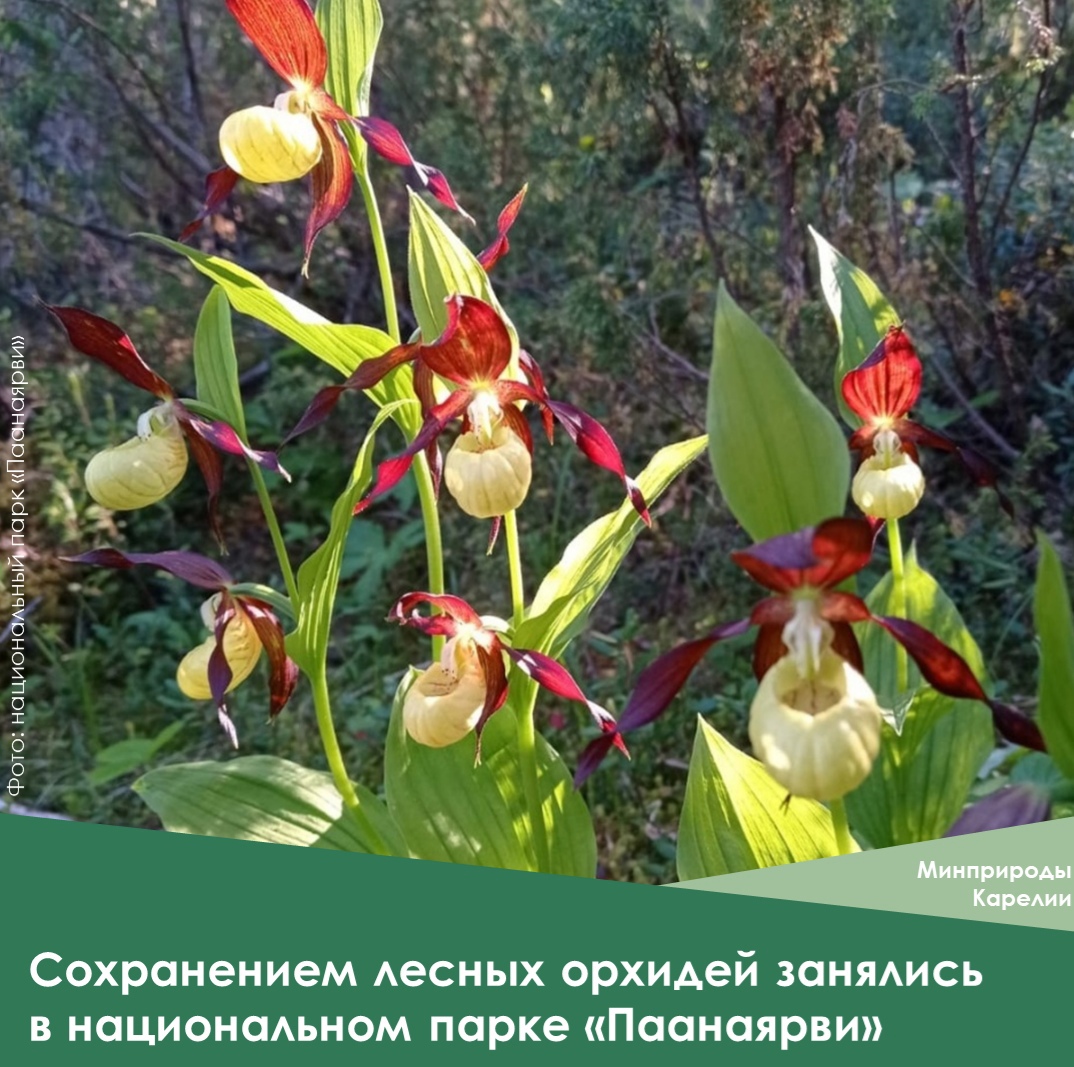 В Карелии обустроят национальный парк из-за растения, занесенного в Красную книгу 