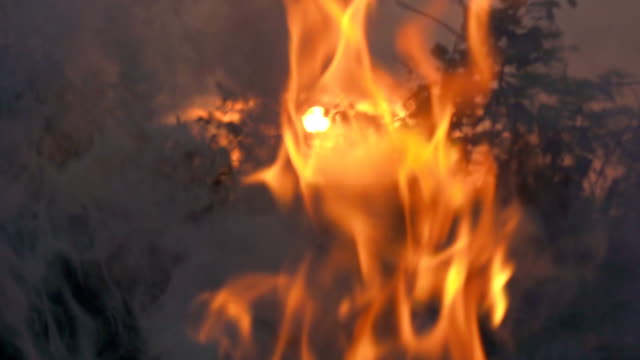 Экзотические животные погибли на пожаре в Крыму