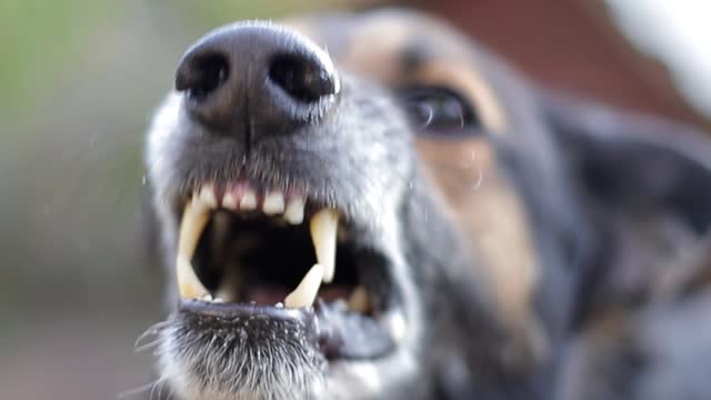 В прошлом году собаки в Карелии покусали около 600 человек 
