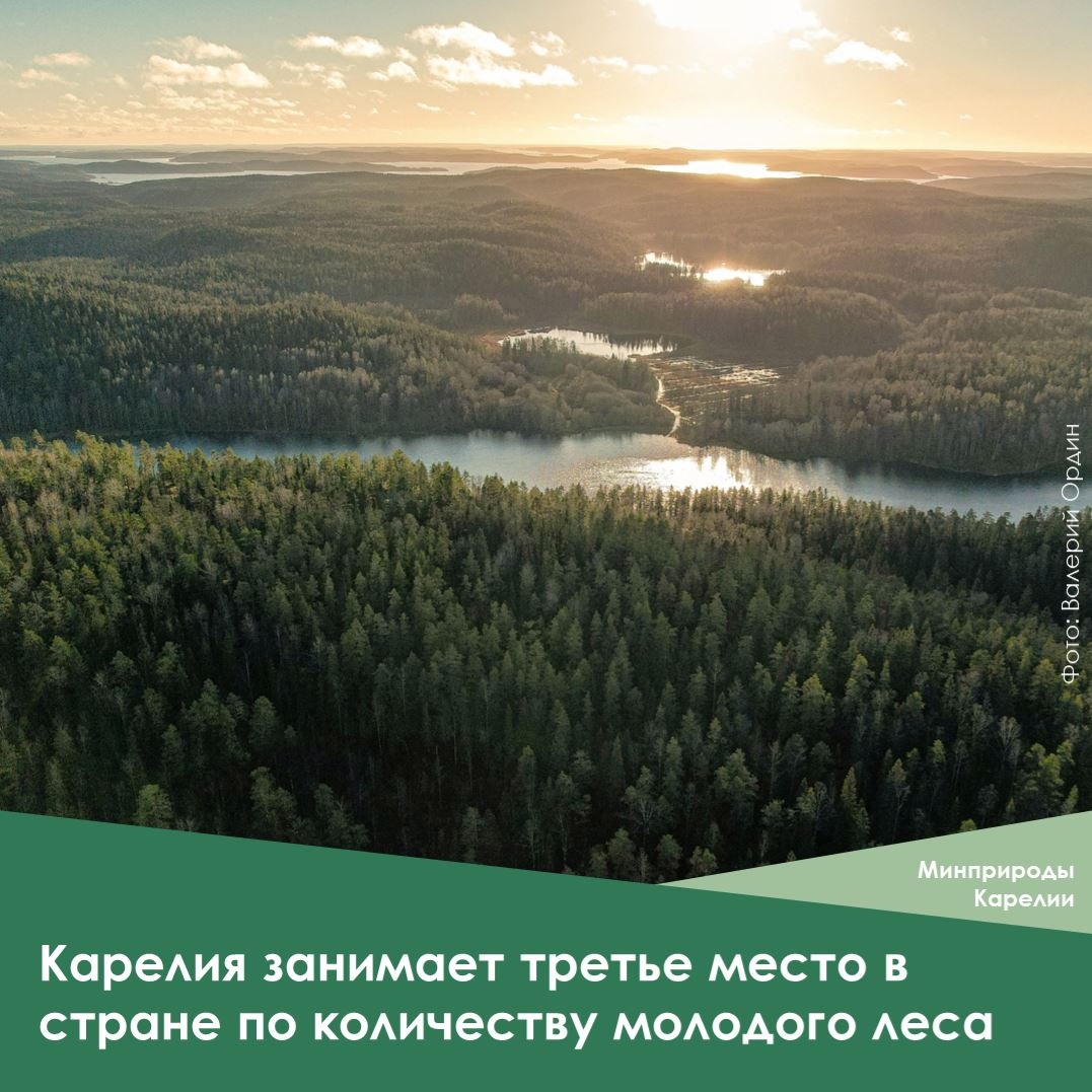 Карелия вошла в топ-3 регионов по числу хвойных деревьев возрастом до 20 лет