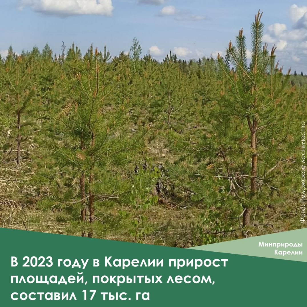 Карелия вошла в топ-3 регионов по увеличению покрытой лесом площади