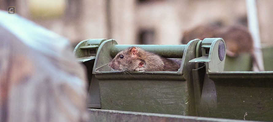 В Петрозаводске объявили борьбу крысам