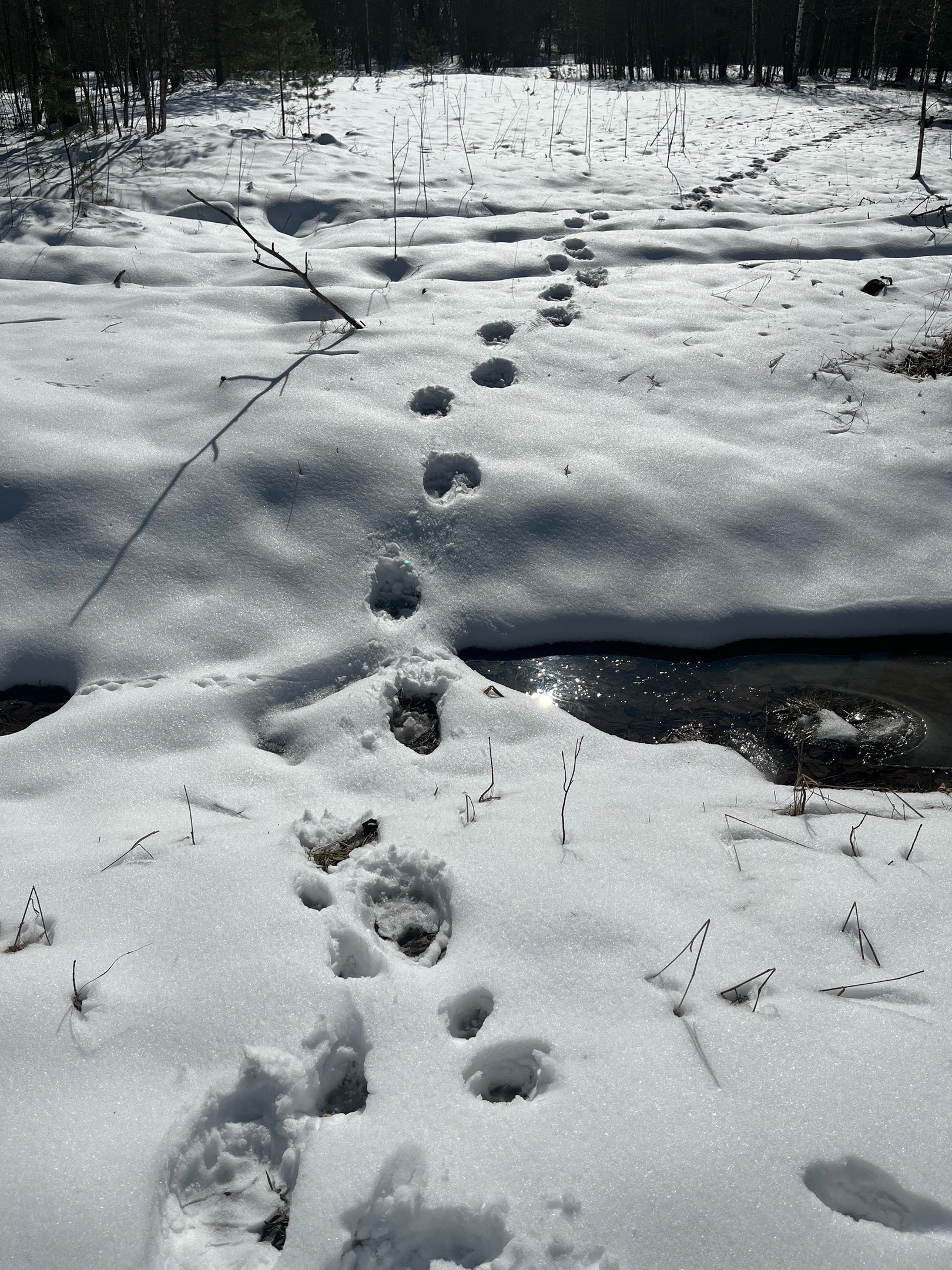 В поселке Лахденпохского района заметили отчетливые следы хозяина тайги