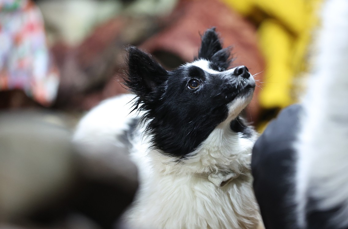 Одну бездомную собаку выловили в Лахденпохье во время рейда