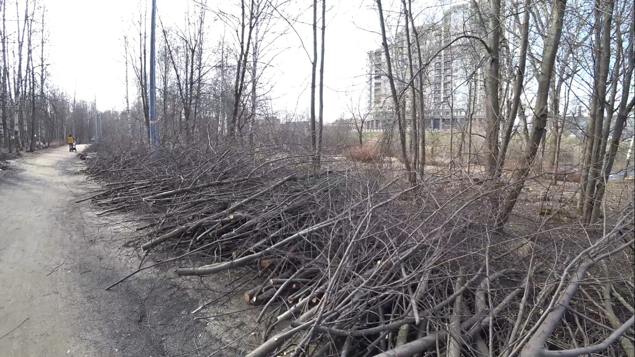 «Почему вырубили сотни деревьев»: горожане удивились вырубкам в центре Петрозаводска