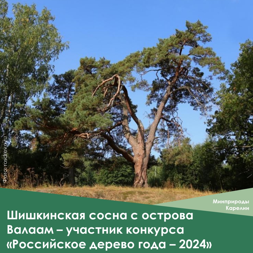 Уникальную сосну из Карелии предложили сделать главным деревом России