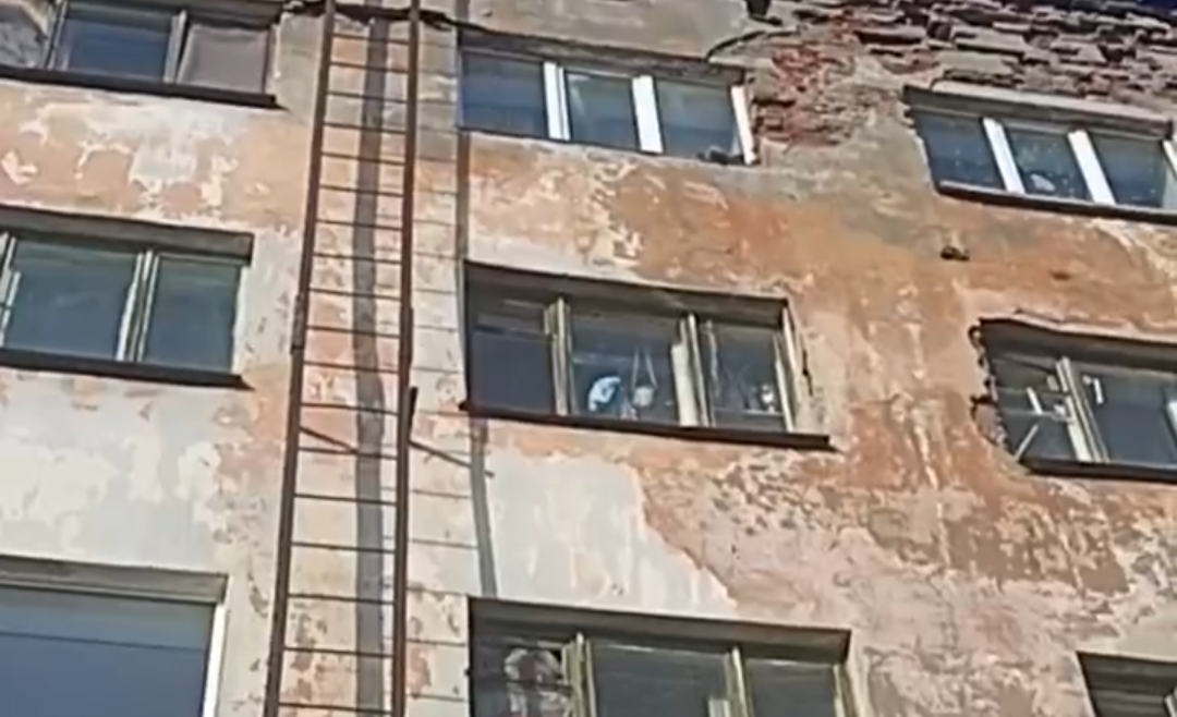 Неизвестная выбросила кота с 4 этажа общежития в городе Карелии