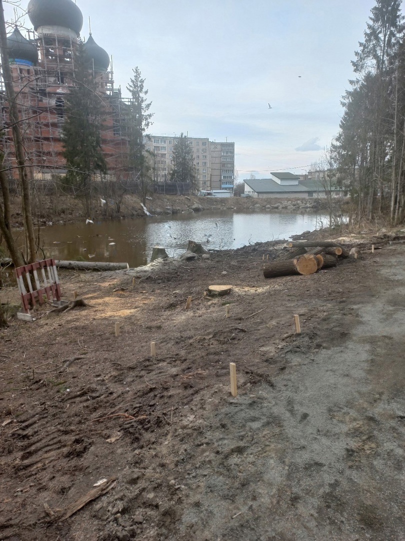 В популярном парке на Кукковке в Петрозаводске спилили живые ели