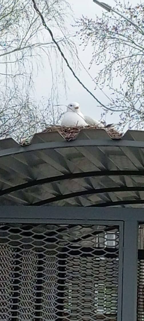 Рефлекс не победить: чайка снова свила гнездо на остановке на улице Ленинградской