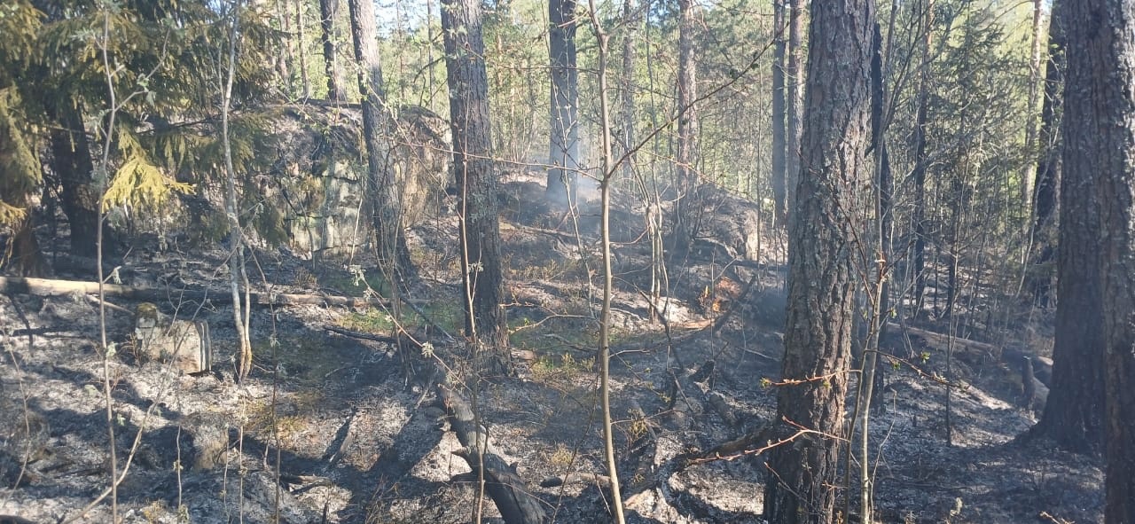 Лес горит в Кондопожском районе Карелии