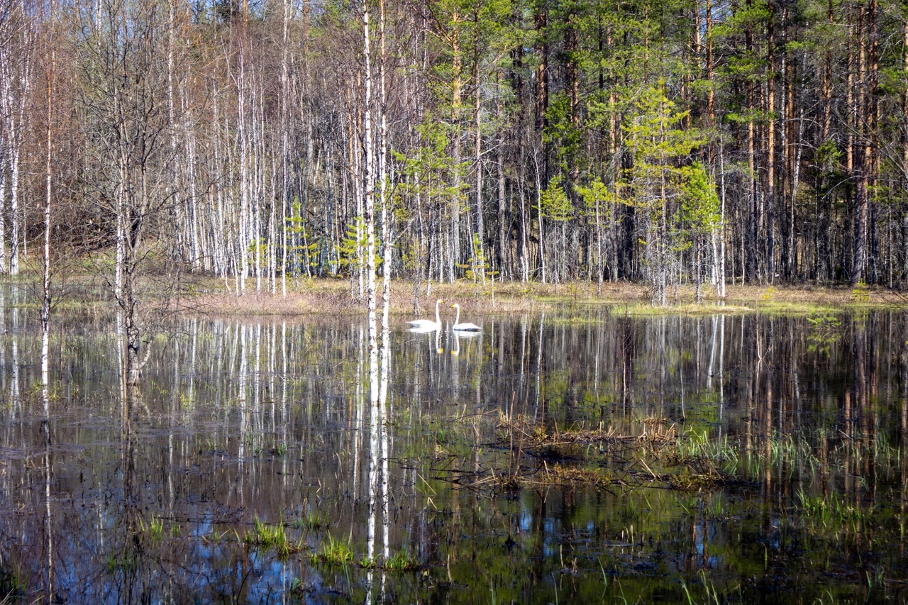 Пара огромных белоснежных птиц позировала фотографу в Карелии