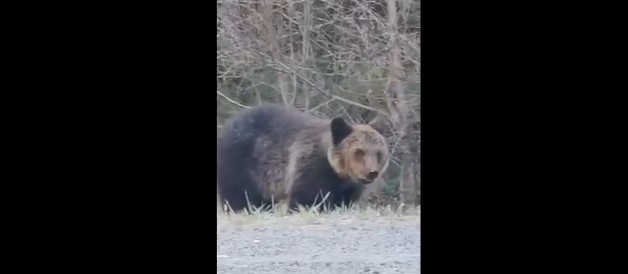 Огромный медведь вышел на трассу в Карелии