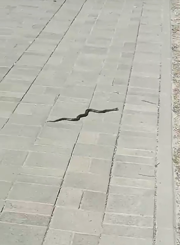 Змею снова видели в одном из современных районов Петрозаводска