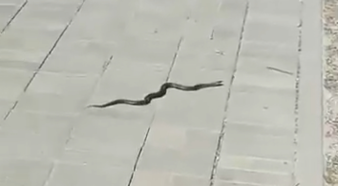 Змея выползла к людям в самом населенном районе Петрозаводска