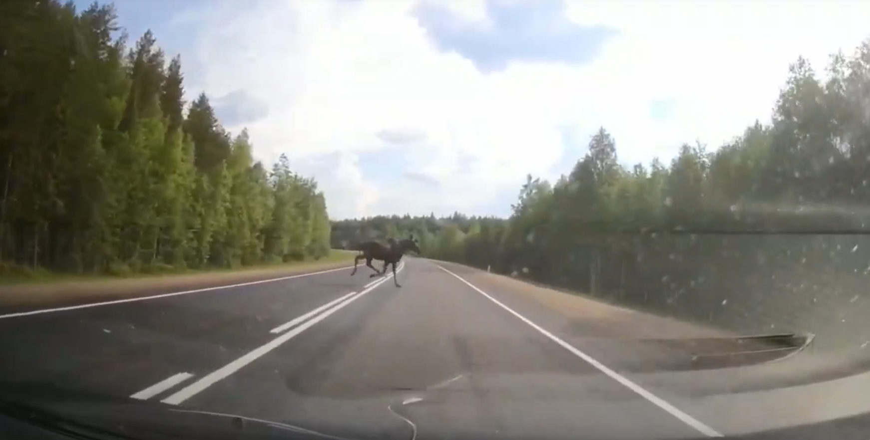 Сохатый выскочил прямо перед машиной на трассе в Карелии | 05.06.2024 |  Новости Петрозаводска - БезФормата