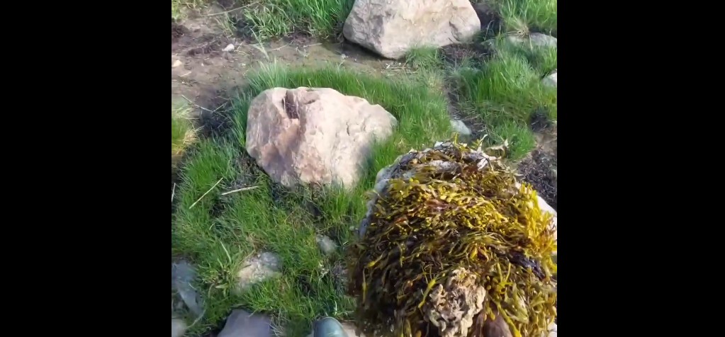 На Белом море начали собирать водоросли
