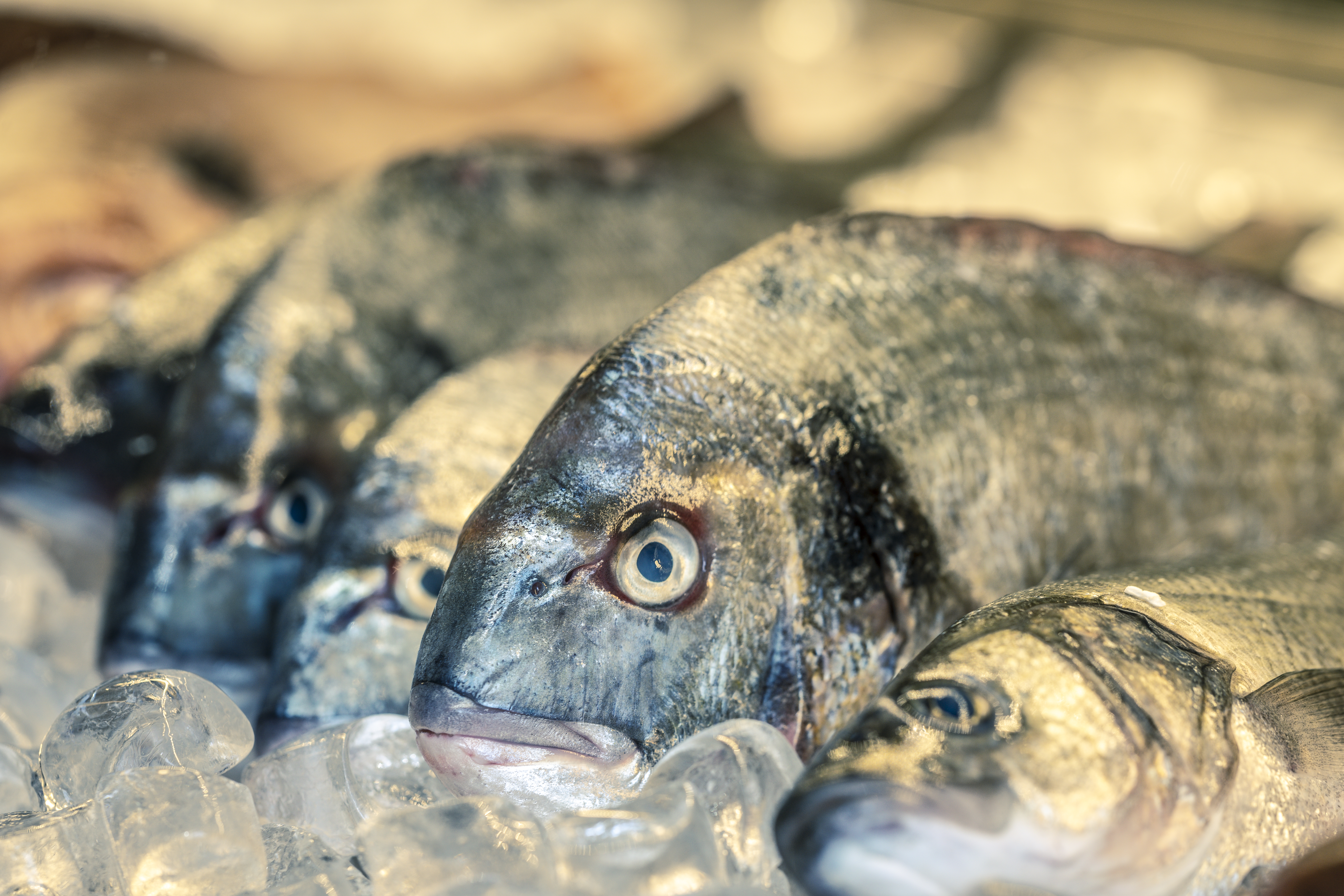 Увеличиваются объемы рыбного производства в Карелии