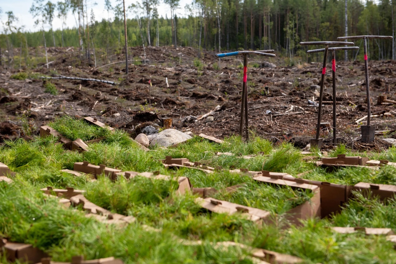 В Медвежьегорском районе продолжают восстанавливать лес