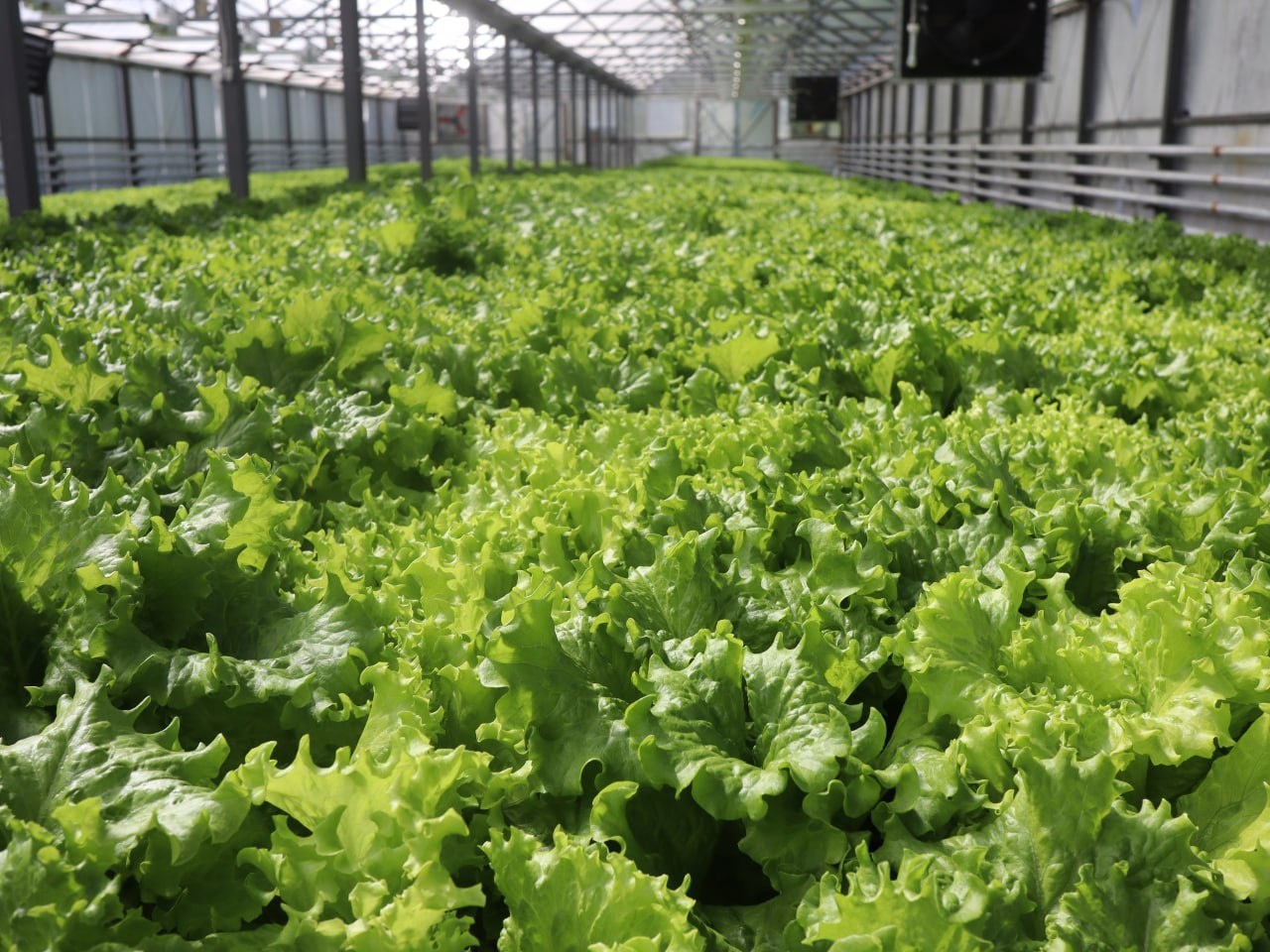 Ждите салат из Прионежья: Карельские фермеры получили гранты на развитие хозяйства