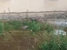 Около бывшего роддома в Петрозаводске загнездились чайки