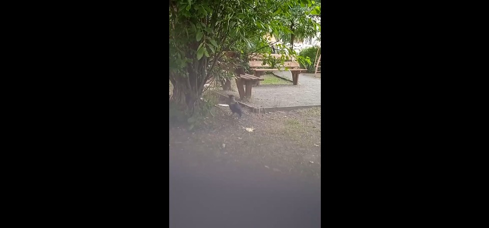 «Птичку жалко»: во дворе дома по улице Древлянка, 6 живет подросший птенец вороны