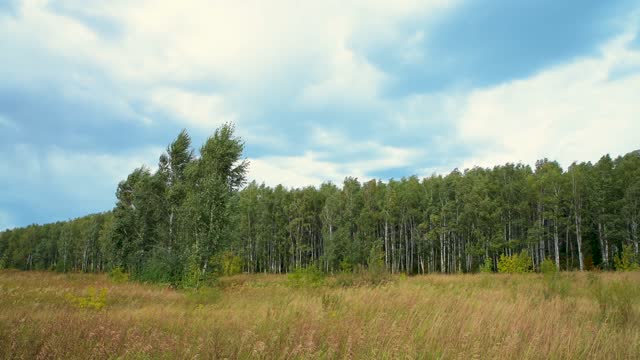Прокуратура остановила незаконное предоставление земель лесного фонда Карелии