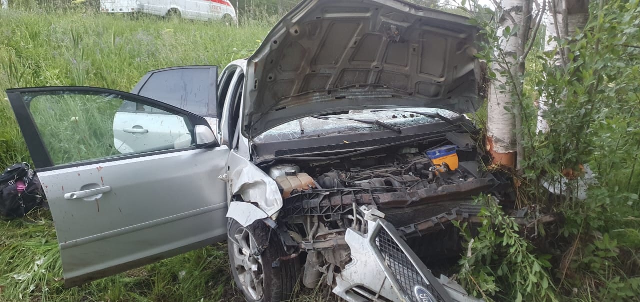 Два человека получили травмы, животное погибло: автомобиль сбил лося на юге Карелии