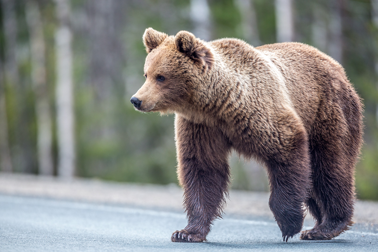 5 июня в Карелии начнется прием заявлений на добычу бурого медведя 
