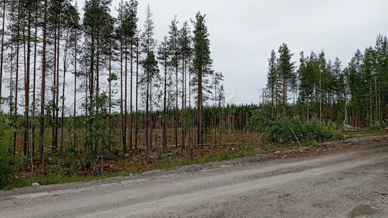 В одном из районов Карелии вырубили часть леса: в социальных сетях началась полемика