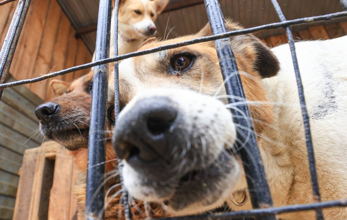В Сортавальском районе пройдет отлов бездомных собак