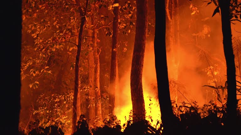 Бушевавший на севере Карелии лесной пожар тушили 12 огнеборцев