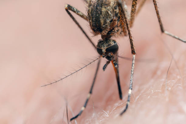 В Финляндии летает комар, который распространяет смертельный вирус