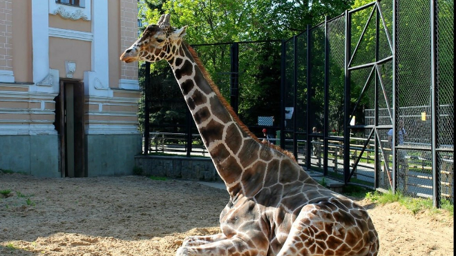 «Прощай, наш добрый друг», — легендарный жираф умер в Московском зоопарке