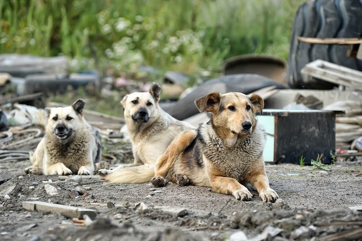 В Медвежьегорском районе будут ловить бездомных собак
