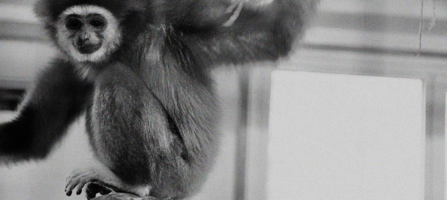 В Карельском зоопарке от принесенных посетителями конфет погибли обезьяны