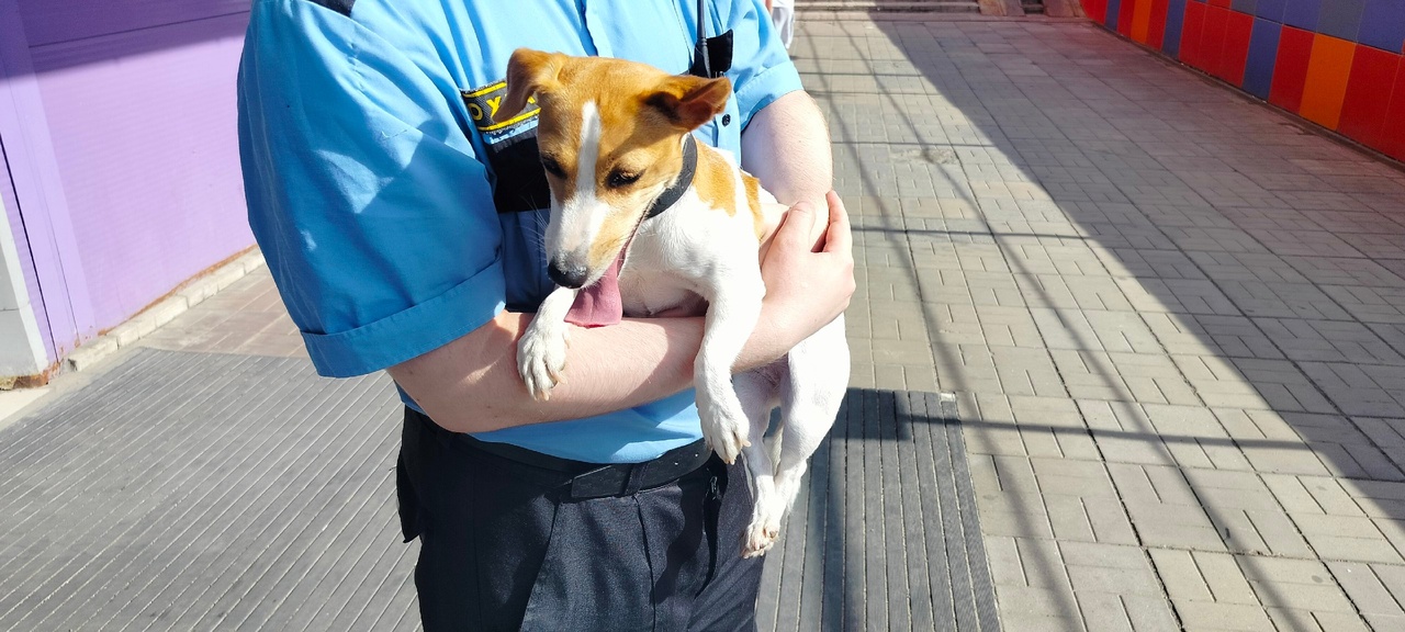 Потерявшаяся собака забежала в торговый центр в Петрозаводске