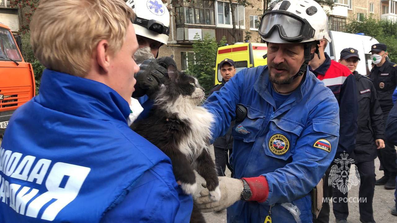 Ошарашенного кота спасли из-под завалов рухнувшего дома