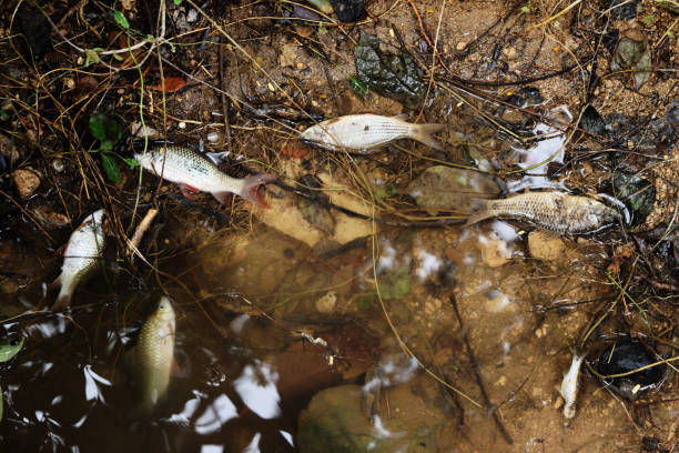 Рыба погибла в одном из водоемов Приладожья 