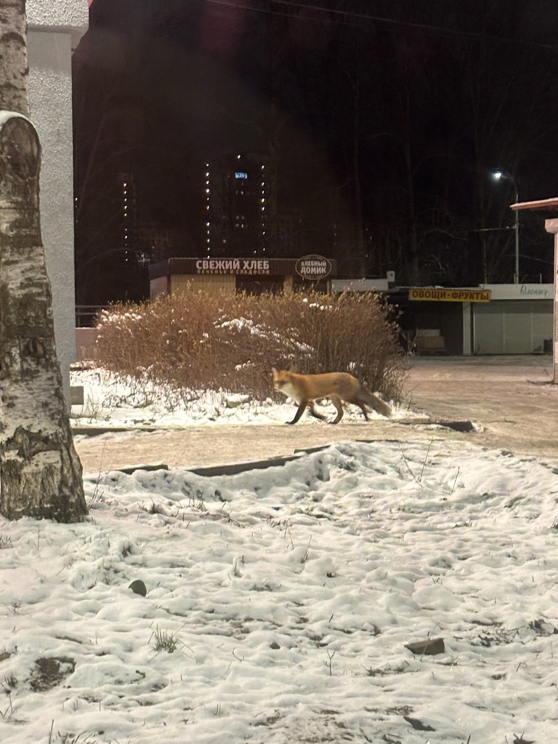 Лисицу-хромоножку заметили в густонаселенном районе Петрозаводска