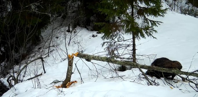 Неожиданные гости нарушили бобровую трапезу в лесу рядом с Карелией