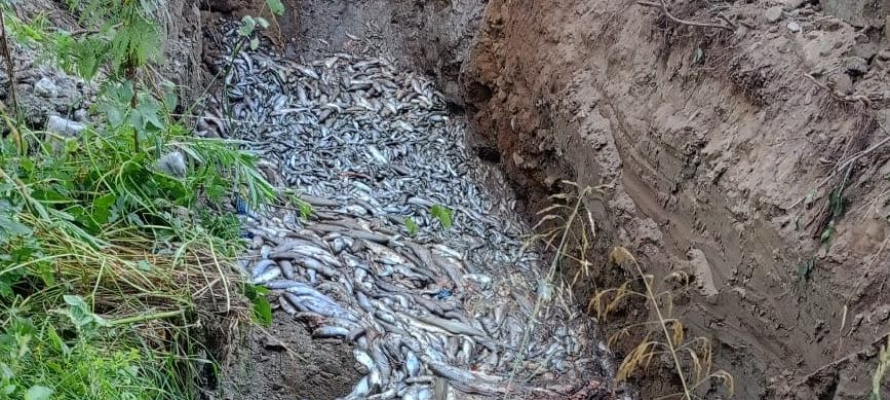 В Карелии обнаружили еще одну свалку с тоннами тухлой форели