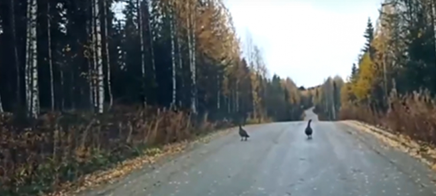 Два глухаря выясняли отношения на дороге, ведущей в Водлозерский парк