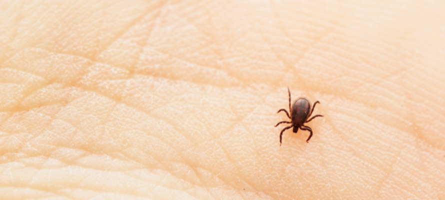 В Роспотребнадзоре напомнили о вакцинации от клещевого энцефалита