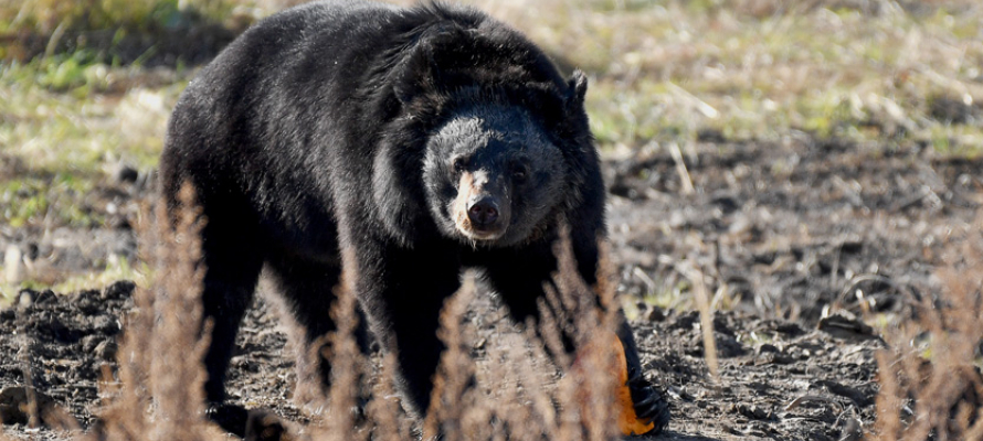 В Японии военных привлекли на борьбу с косолапыми хищниками