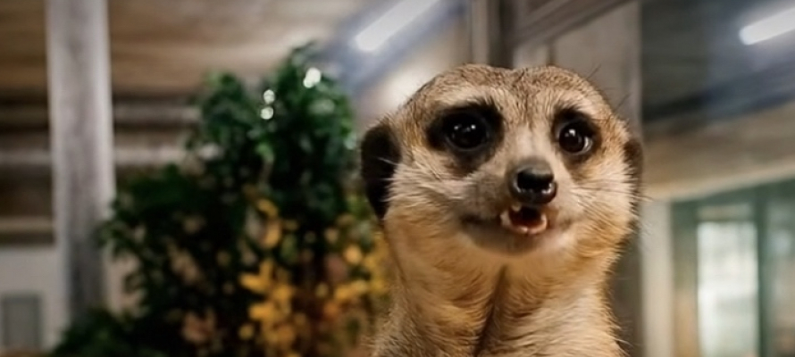 В Карельском зоопарке появился новый мохнатый смотритель