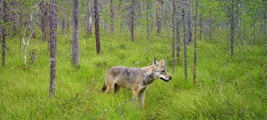 Карельские ученые выяснили, как охота влияет на популяцию волков