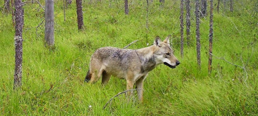 Охотник застрелил напугавшего жителей Матросов волка